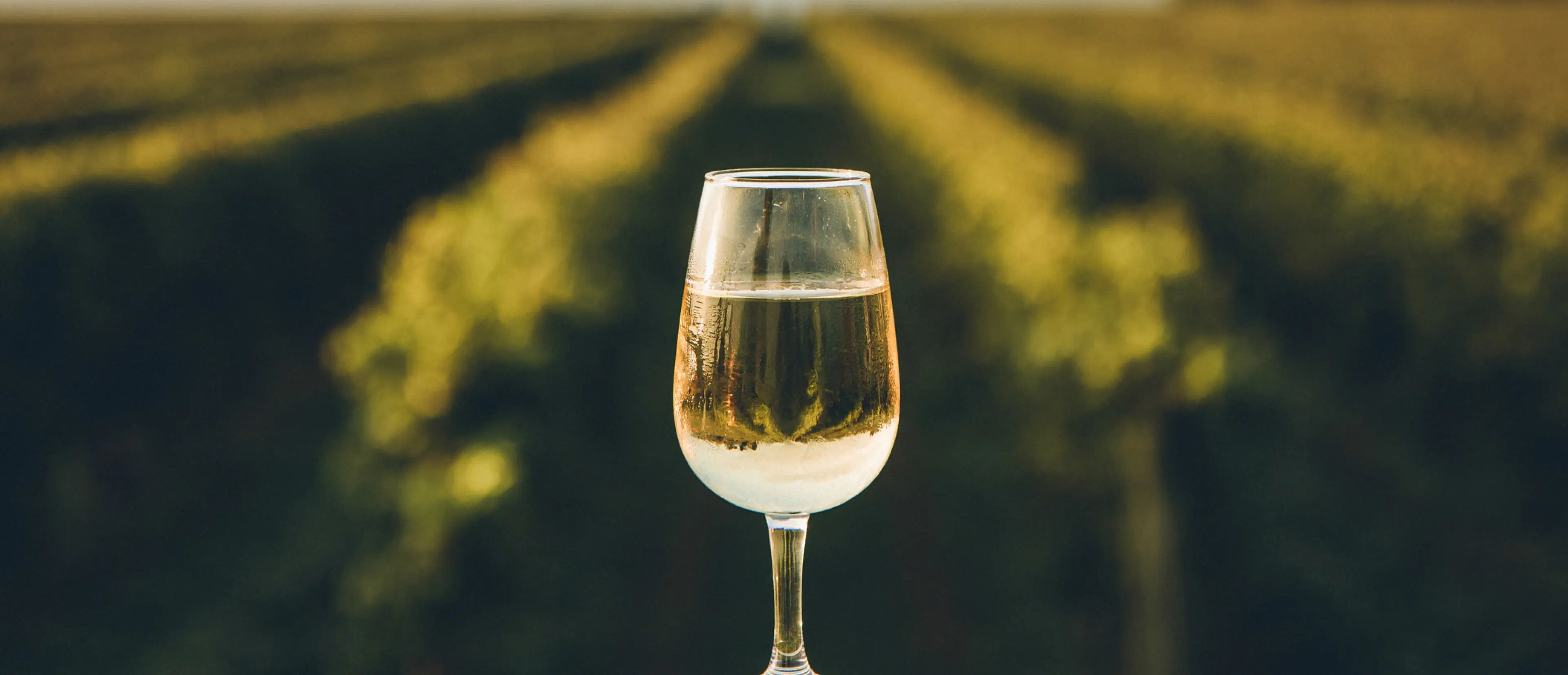 White wine glass in vineyard.